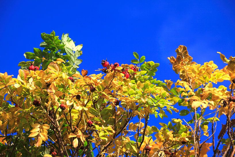 Herbstzeit von Thomas Jäger