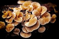 White ear mushrooms