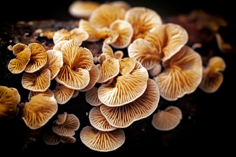 White ear mushrooms by Jan van der Knaap