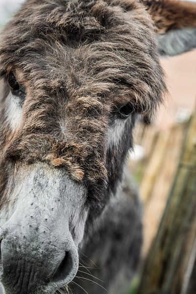 iiiiaaaaaa by Fotografie Jeronimo
