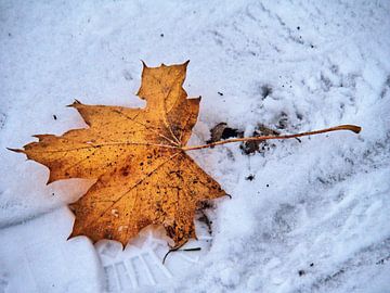 Herfstblad in de sneeuw