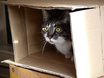 Niemand die mij ziet !