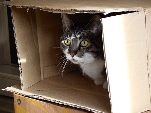 Niemand die mij ziet !