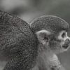 Singe curieux sur Stephan Scheffer