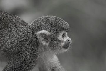 Nieuwsgierig aapje van Stephan Scheffer