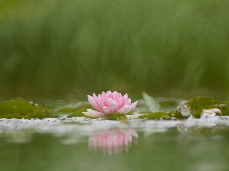 A Water Lily Reflection by Mr White Takes Pictures