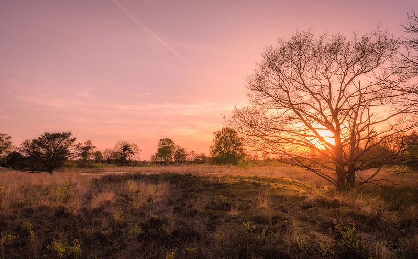 Golden Glory von Stephan Smit