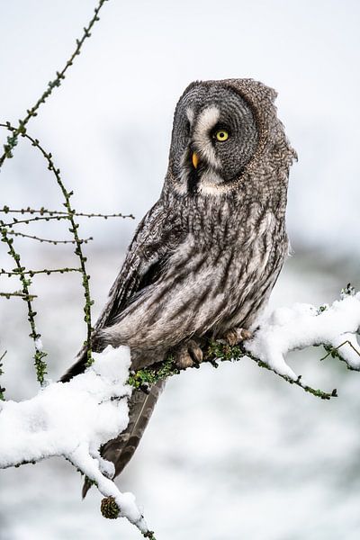Hibou de Laponie dans la neige par Durk-jan Veenstra