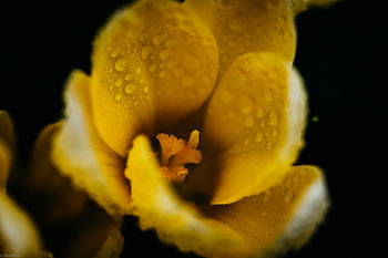 Crocus jaune