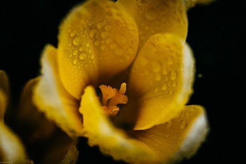 Gele Krokus