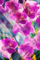 dance of the pink orchids