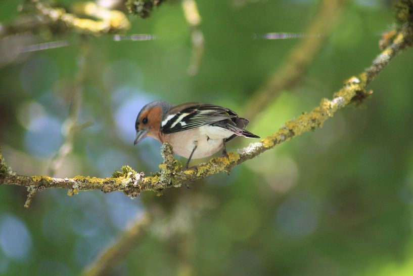 oiseau par Thijs Nusmeijer