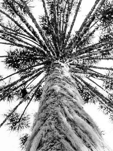 Araucaria