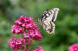 Auvergne XIV by Mario Bentvelsen