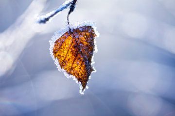 Een herfstblad met een wit sneeuwrandje, glinsterend in de zon van Karijn | Fine art Natuur en Reis Fotografie