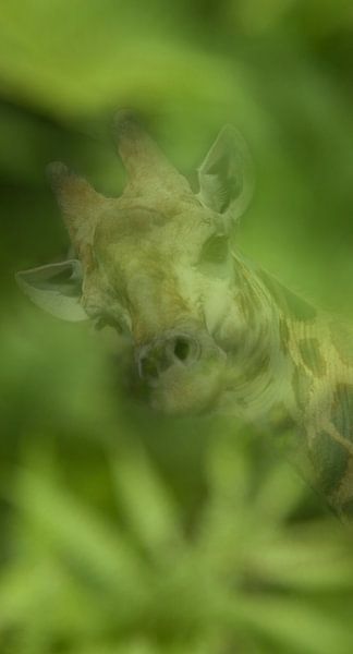 Giraffe dubbelbeeld by Stephan Van Reisen