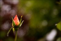Rose im Frühjahr.
