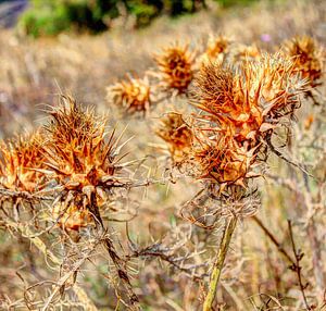 Barren thistles along Italian road