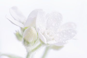 Witte bloemetjes met waterdruppeltjes in zachte pastelkleuren van Marjolijn van den Berg