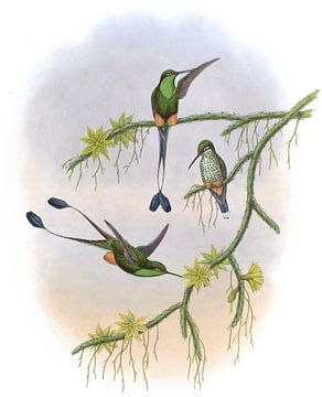 Ecuador Racket-Tail, John Gould van Hummingbirds