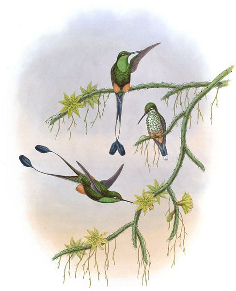 Raquette d'Équateur, John Gould par Hummingbirds