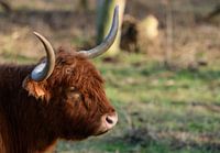 Schotse Highlander