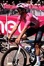 Pink Remco Fresco by FreddyFinn thumbnail