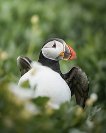 Papageientaucher zwischen Blumen von Tom Zwerver