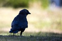 Closeup van een kraai met een natuur achtergrond. Zwarte vogel.