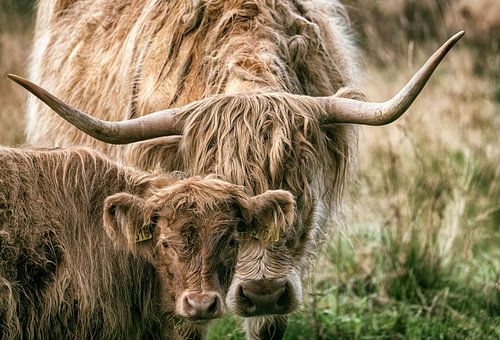 Highlander avec mollet