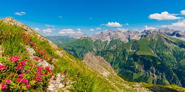 Roses alpines et Alpes d'Allgäu sur Walter G. Allgöwer
