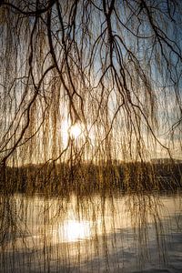 Trauerweide am Baldeneysee im Gegenlicht bei Sonnenuntergang und Schattenriss