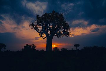 Quiver tree at sunset in Namibia, Africa by Patrick Groß