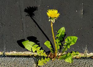 Löwenzahn Blume an einer Hauswand