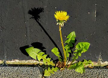 Fleur de pissenlit sur un mur de maison sur Animaflora PicsStock