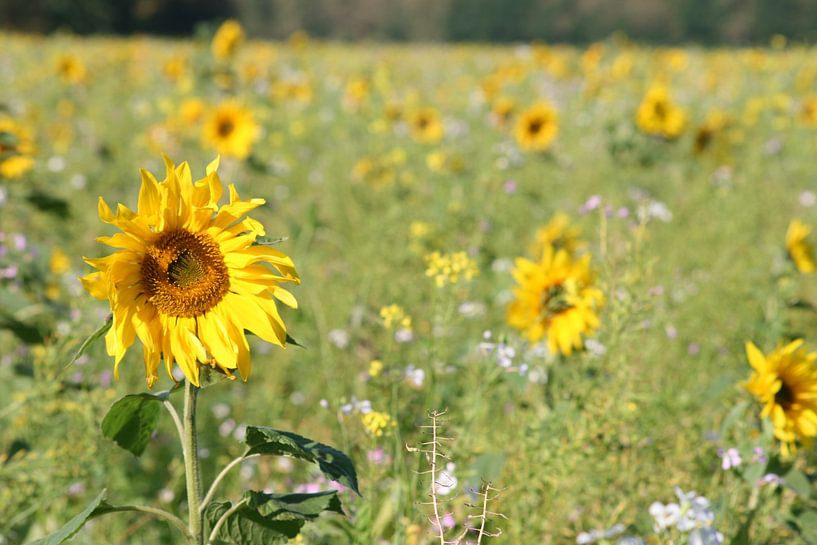 Sunflower in october_1 by Job Geijsen