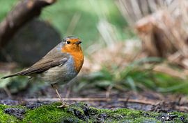 Robins von Hendrik Karremans