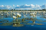 Waterlelie landschap van Beate Schwippert thumbnail