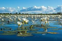 Waterlelie landschap