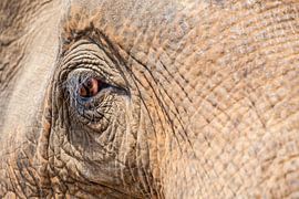 a close-up of an old elephant's eye. by Marcel Derweduwen