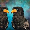 Bateleur aux yeux bleus brillants - Oiseaux colorés sur Saranda Foto Art