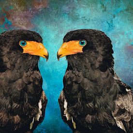 Bateleur with bright blue eyes - Colourful bird art by Saranda Foto Art