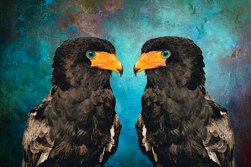 Bateleur aux yeux bleus brillants - Oiseaux colorés sur Saranda Foto Art