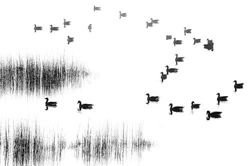 Ganzen in duinmeer - Natuurlijk Ameland