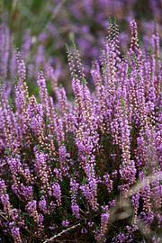 Heather by Photo's by Tanja
