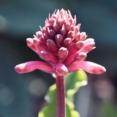 Bosleliebloem Veltheimia capensis