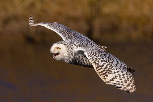 Sneeuwuil (Bubo scandiacus)