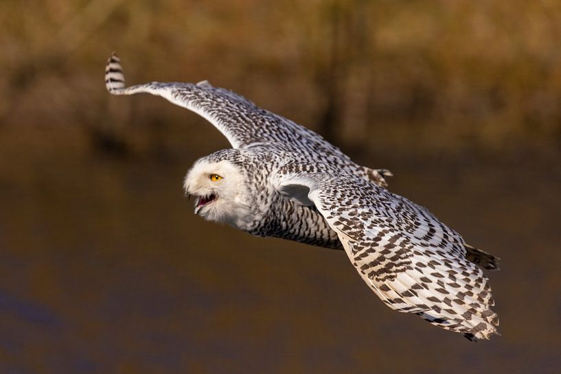 Schneeeule (Bubo scandiacus) von Gert Hilbink