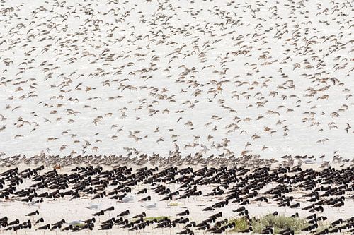 Landende kanoeten bij scholeksters