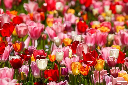 Bunt blühendeTulpen (Tulipa), Blumenbeet, Deutschland
